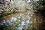 Water lying on top of the tailings near the Victoria Battery. 2004